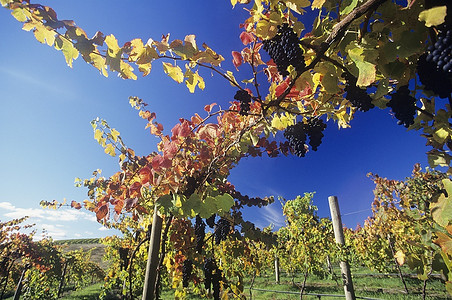 澳大利亚维多利亚州亚拉谷葡萄园的葡萄