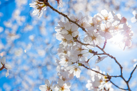 节日活动摄影照片_阳光照耀的樱花