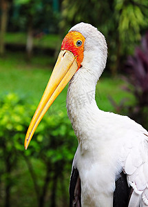 吉隆坡动物园黄嘴鹤