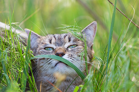 草丛中的猫