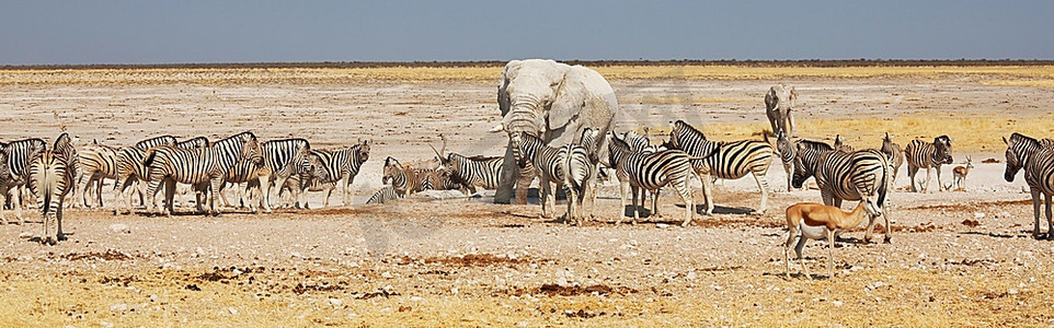 青之旅代金券摄影照片_纳米比亚埃托沙的非洲狩猎之旅