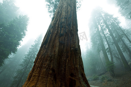 雾中的红杉林