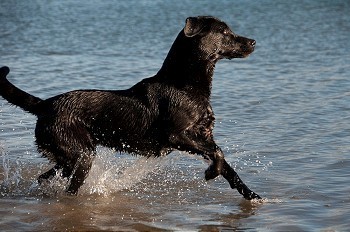 一只在水里划水的狗