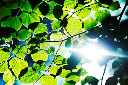 梧桐树叶子摄影照片_阳光明媚的日子，梧桐树美丽的叶子特写