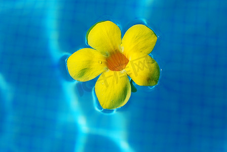 游泳池里的热带花朵