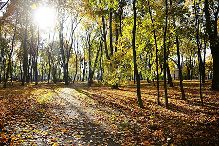 公园里落叶。晴朗的秋天天