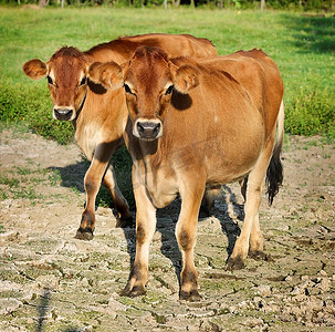 牛牧场摄影照片_两个年轻的棕色小牛在农场