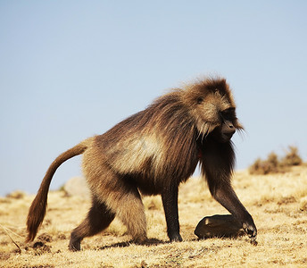 游猎摄影照片_埃塞俄比亚的猴子Gelada