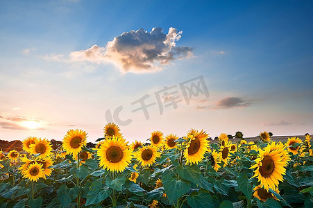 夏日天空摄影照片_夏日夕阳向日葵田的蓝天景观