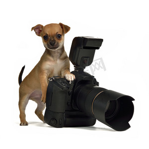 chiuahua 小狗照片的相机