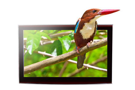 电视与 3d 显示屏上的鸟