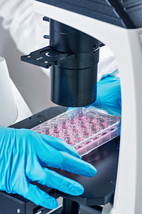 科学显微镜下研究细胞培养的生命科学研究员