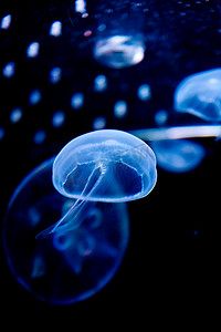 海底植物摄影照片_深色水中的蓝色水母