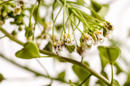 菜花摄影照片_荠菜花