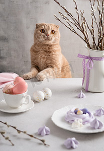 复活节庆祝活动-节日桌上有趣的猫。复活节贺卡，海报概念。小巴甫洛娃窝，桌上放着糖蛋和柳条花束。侧视图