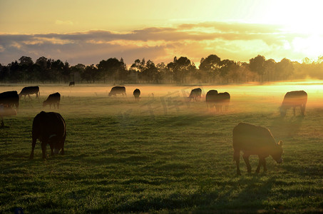 澳大利亚新南威尔士莫佩斯的日出时分, 一群奶牛在清晨的薄雾中放牧的乡村景观