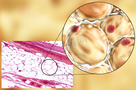 脂肪细胞、 显微图像和 3d 图