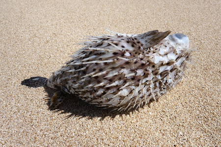夏威夷发现河豚 aka 蟾蜍鱼被冲上海滩