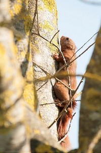 一只红松鼠在爬树