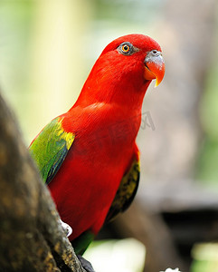 美丽的红鹦鹉近距离观察