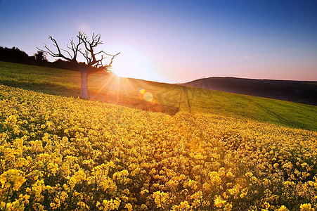 美丽的日出在田野的油菜花在农村的春天