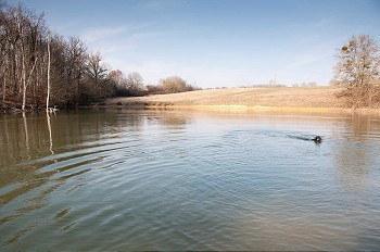 一只在湖里划水的狗
