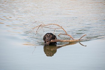 一只狗在湖里划水