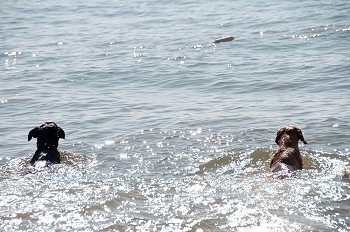 在海里划水的狗