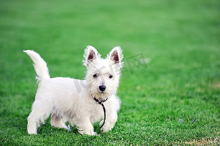 小白狗在绿色的草坪上玩耍