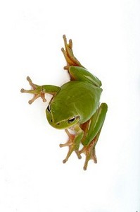 一幅绿色青蛙的肖像。孤立在白色背景上