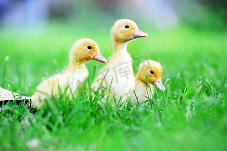 三个毛茸茸的小鸡走在绿草