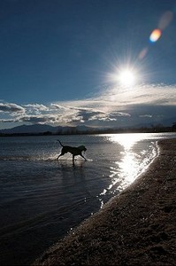 划水摄影照片_一只在水里划水的狗
