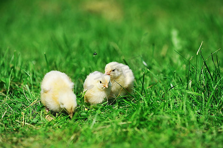 三只毛茸茸的小鸡在绿色的草地上散步