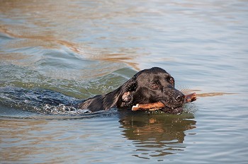 一只在水里划水的狗