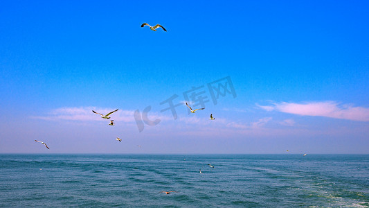 云彩素材摄影照片_大海海鸥傍晚大海夏季素材摄影图配图