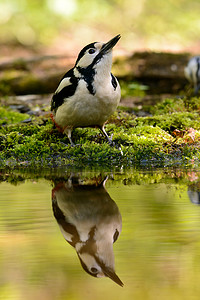 矢啄木鸟摄影照片_洗澡好酷的伟大发现啄木鸟.