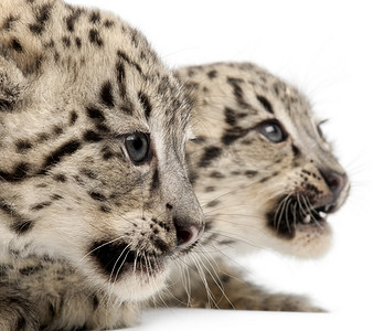 雪豹、 温西亚温西亚或中药 uncial，2 个月大，前面的白色背景