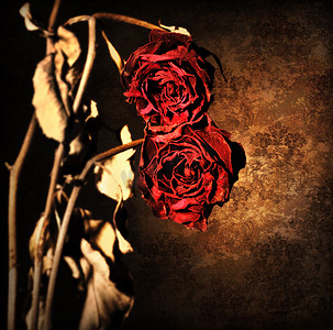 红色边框边框摄影照片_grunge 枯萎的玫瑰边框