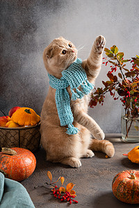 可爱的猫，毛织围巾坐在秋天的叶子和南瓜灰色背景。 秋天的卡片 舒适的秋天概念.