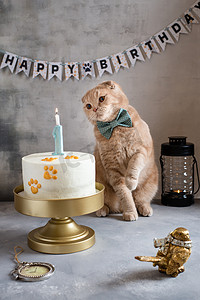 许个愿 有趣的猫与蝴蝶结领带和生日蛋糕与蜡烛。 生日快乐卡片，海报概念。 事件代理
