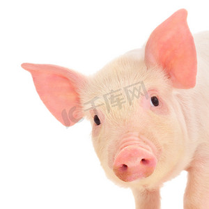粉红小猪摄影照片_关于白猪