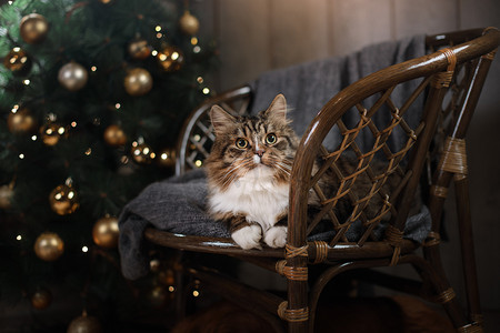 虎斑和快乐的猫。圣诞季节到 2017 年，新的一年
