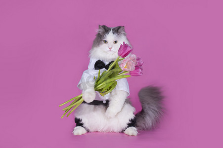 惊讶猫咪摄影照片_有一束粉红色的郁金香的猫