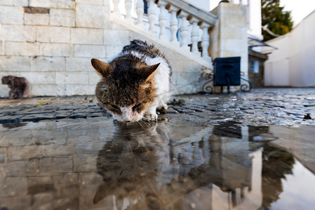 一只无家可归的猫在雨后从水坑里喝水.