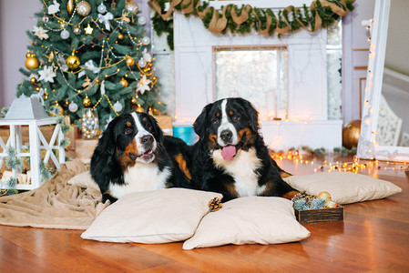 两只大狗躺在家里的壁炉和圣诞树