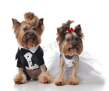 约克夏梗犬打扮得像扫帚和新娘的婚礼