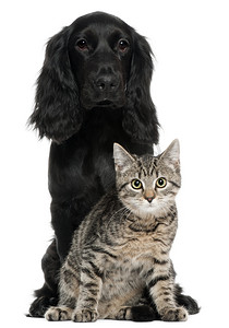 黑色猫摄影照片_可卡犬和欧洲的猫，5、 4 岁，坐在白色背景前