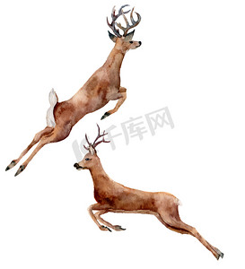 运行鹿组孤立在白色背景上的水彩画。圣诞节野生动物插图设计，打印或背景