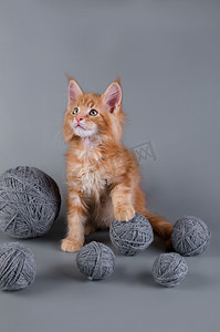 库恩摄影照片_缅因州小猫在灰色的背景上