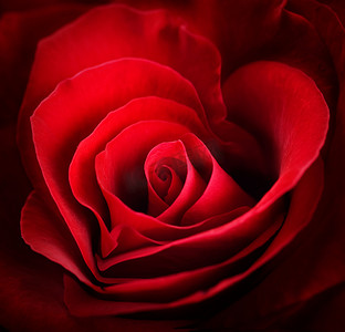 情人节红玫瑰。心形